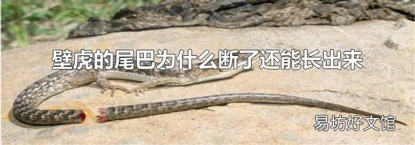 壁虎的尾巴为什么断了还能长出来