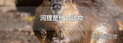 河狸是什么动物