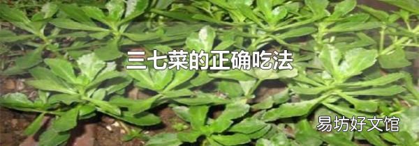 三七菜的正确吃法