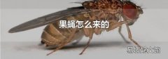 果蠅怎么來的