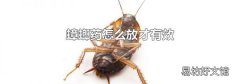 蟑螂藥怎么放才有效