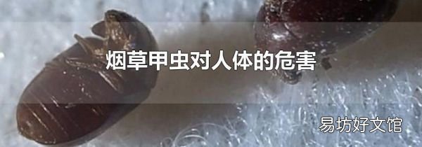 煙草甲蟲對人體的危害