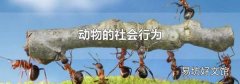 动物的社会行为