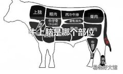 牛上腦是哪個(gè)部位 牛上腦是牛后頸部位的肉