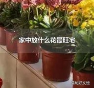 家中放什么花最旺宅 兰花尽显品味高尚