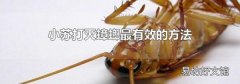 小苏打灭蟑螂最有效的方法