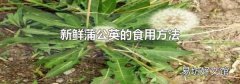 新鲜蒲公英的食用方法