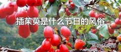 插茱萸是什么节日的风俗 插茱荑的寓意