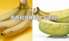 香蕉和芭蕉有什么区别？ 香蕉和芭蕉哪个贵