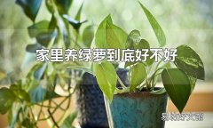 家里養綠蘿到底好不好 家里養綠蘿好