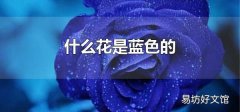 什么花是藍色的 藍色的花的花語是什么