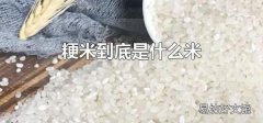 粳米到底是什么米 粳米要怎么挑選
