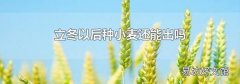 立冬以后種小麥還能出嗎