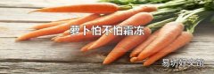 蘿卜怕不怕霜凍
