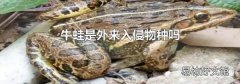 牛蛙是外来入侵物种吗