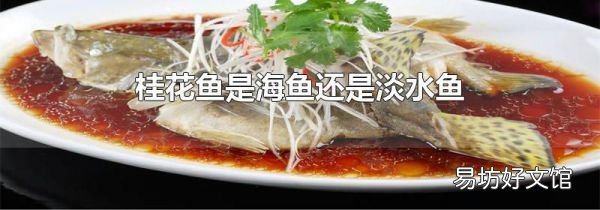 桂花鱼是海鱼还是淡水鱼