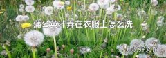 蒲公英汁弄在衣服上怎么洗