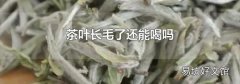 茶葉長毛了還能喝嗎