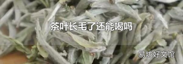 茶葉長毛了還能喝嗎