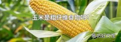 玉米是粗纖維食物嗎?