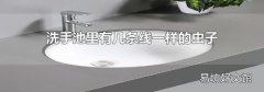 洗手池里有幾條線一樣的蟲子