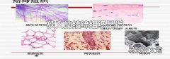 狹義的結締組織是指