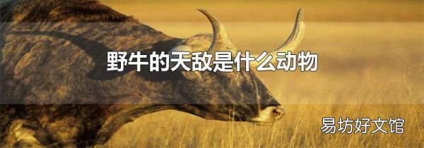 野牛的天敵是什么動物