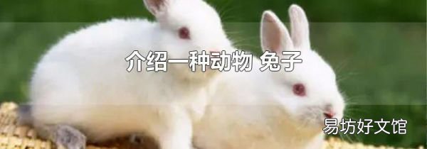 介紹一種動物 兔子