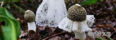 32种菇类品种