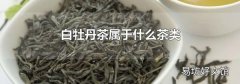 白牡丹茶属于什么茶类