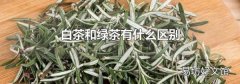白茶和绿茶有什么区别
