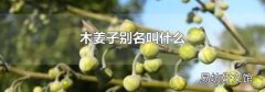 木姜子别名叫什么