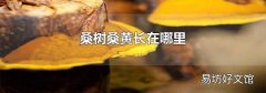 桑树桑黄长在哪里