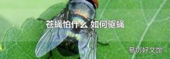 苍蝇怕什么 如何驱蝇