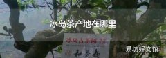 冰岛茶产地在哪里