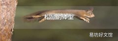 松鼠的体型