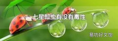 七星瓢虫有没有毒性
