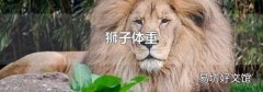 狮子体重