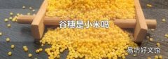 谷穗是小米吗