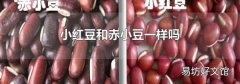 小紅豆和赤小豆一樣嗎