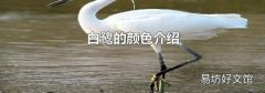 白鷺的顏色介紹