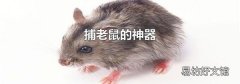 捕老鼠的神器