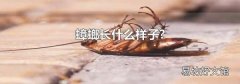 蟑螂长什么样子?