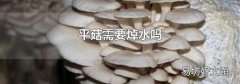 平菇需要焯水吗