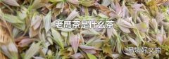 老鹰茶是什么茶