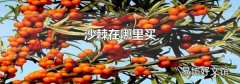 沙棘在哪里买