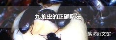 九龙虫的正确吃法