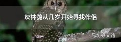 灰林鸮从几岁开始寻找伴侣