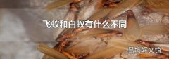 飛蟻和白蟻有什么不同