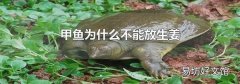 甲鱼为什么不能放生姜